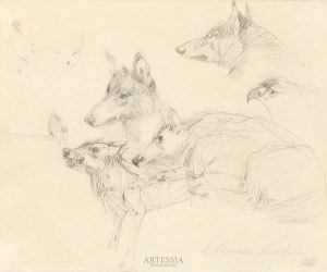 Alfred Wierusz-Kowalski (1849-1915), Studium wilków
