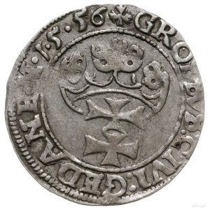 grosz 1556, Gdańsk; duża głowa króla z rozdwojoną brodą...