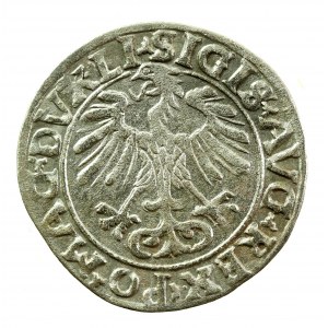Zygmunt II August, Półgrosz 1556 Wilno, LI / LITV (313)