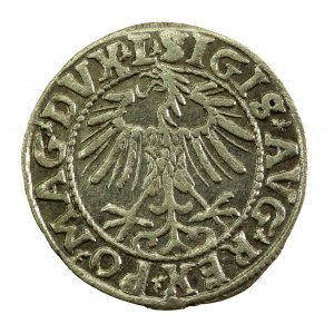 Zygmunt II August, Półgrosz 1557 Wilno, L / LITVA (764)