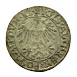 Zygmunt II August, Półgrosz 1556, Wilno - ex. Kałkowski (839)
