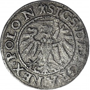 RR-. Zygmunt I Stary, Szeląg 1538 Gdańsk, korona z kwiatowymi fleuronami, błąd SIGS