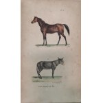 Buffon J.-L.L. - Oeuvres complètes de Buffon, 1823 - 1833, litografie, 20 tomów
