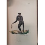 Buffon J.-L.L. - Oeuvres complètes de Buffon, 1823 - 1833, litografie, 20 tomów