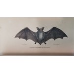 Buffon J.-L.L. - Oeuvres complètes de Buffon, 1823 - 1833, litografie, 20 tomów