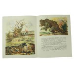 Беляночка роэочка - drawings: В.Мачбера, 1959.