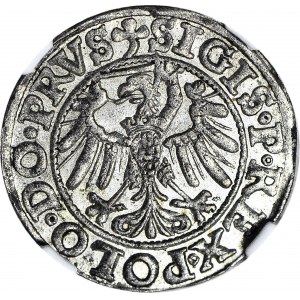 Zygmunt I Stary, Szeląg Elbląg 1539, MENNICZY - MS64