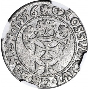 RR-, Zygmunt II August, Grosz 1556, Gdańsk, R4