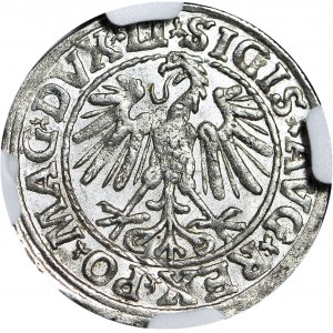 Zygmunt II August, Półgrosz 1547, Wilno, menniczy