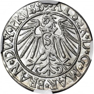Lenne Prusy Książęce, Albrecht Hohenzollern, Grosz 1541, Królewiec, długa broda, menniczy
