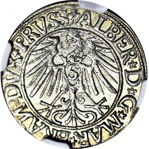 R-, Lenne Prusy Książęce, Albrecht Hohenzollern, Grosz 1544, Królewiec, broda SZEROKA, RZADKI, R3
