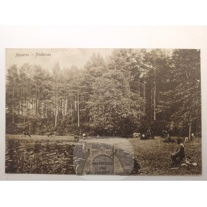 Mazury, jezioro Nidzkie, wypas krów, ok. 1915