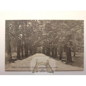 Puławy, Nowo Aleksandrya, aleja w parku, ok. 1910