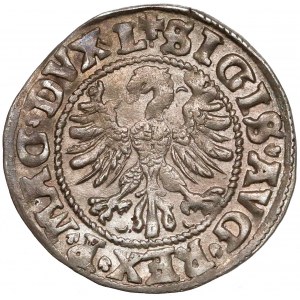 Zygmunt II August, Półgrosz Wilno 1546 - piękny
