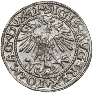 Zygmunt II August, Półgrosz Wilno 1552 - tarcza wygięta