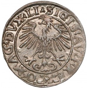 Zygmunt II August, Półgrosz Wilno 1555