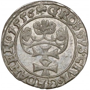 Zygmunt II August, Grosz Gdańsk 1556 - rozdwojona broda - rzadki