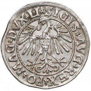 Zygmunt II August, Półgrosz Wilno 1547 