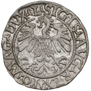 Zygmunt II August, Półgrosz Wilno 1559 - A bez belek - rzadki