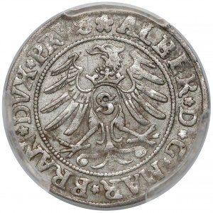 Albrecht Hohenzollern, Grosz Królewiec 1531- PRVS