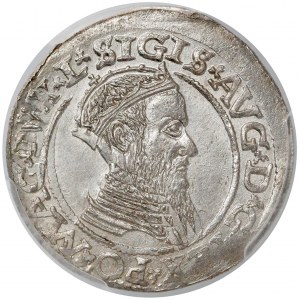 Zygmunt II August, Czworak Wilno 1565 - L / LITV