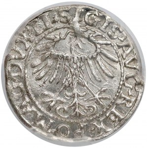 Zygmunt II August, Półgrosz Wilno 1557 - PIĘKNY