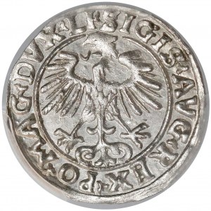 Zygmunt II August, Półgrosz Wilno 1556 - LITVA - PIĘKNY