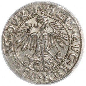 Zygmunt II August, Półgrosz Wilno 1549 - wygięta 