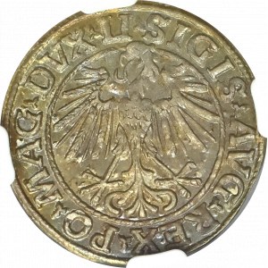 Zygmunt II August, Półgrosz 1548 Wilno - NGC MS66 