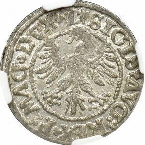 Zygmunt II August, Półgrosz 1546 Wilno - NGC MS62 