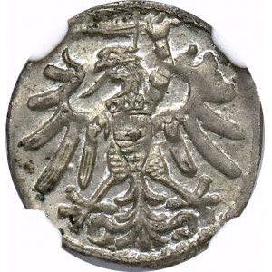 Zygmunt I Stary, Denar 1546 Gdańsk - NGC MS63