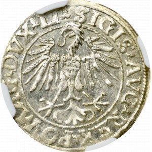 Zygmunt II August, Półgrosz 1548 Wilno - NGC MS63 