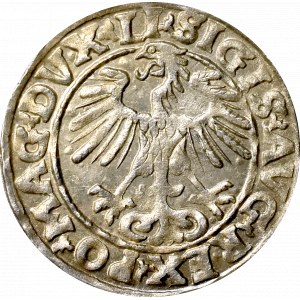 Zygmunt II August, Półgrosz 1555 Wilno 