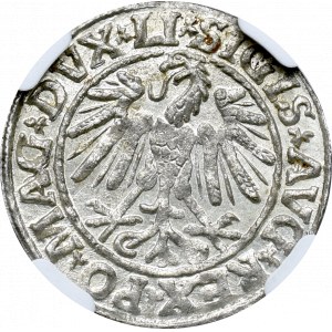 Zygmunt II August, Półgrosz 1547 Wilno - NGC MS64