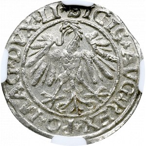 Zygmunt II August, Półgrosz 1547 Wilno - NGC MS64