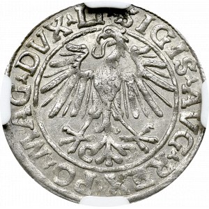Zygmunt II August, Półgrosz 1548 Wilno - NGC MS64