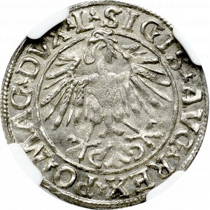 Zygmunt II August, Półgrosz 1548 Wilno - NGC MS65