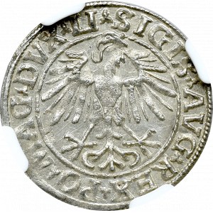 Zygmunt II August, Półgrosz 1548 Wilno - NGC MS64