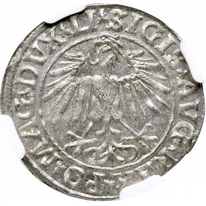 Zygmunt II August, Półgrosz 1548 Wilno - NGC MS66