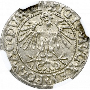 Zygmunt II August, Półgrosz 1549 Wilno - NGC MS64
