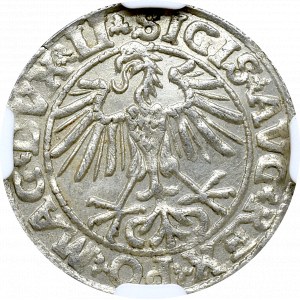 Zygmunt II August, Półgrosz 1550 Wilno - NGC MS64