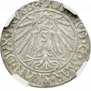 Prusy Książęce, Grosz 1540 Królewiec - NGC AU55