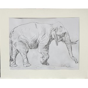 Robert Zhitinsky, Elephant