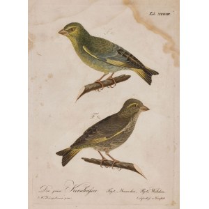Ernst Wilhelm DRÜMPELMANN, GREEN GRUBBARD