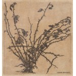 Włodzimierz Konieczny (1886-1916), Krzew róży, 1909