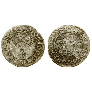 Polska, szeląg, 1538, Gdańsk