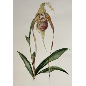 Ursula WALEROWICZ (b. 2000), Paphiopedilum sanderianum, 2023