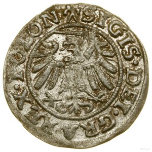 Szeląg, 1539, Gdansk; in the obverse legend POLON, a mark in...