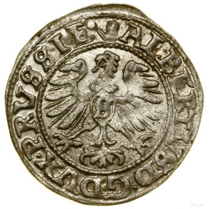 Szeląg, 1559, Królewiec; Kop. 3769 (R), Slg. Marienburg...