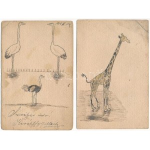 2 db régi hosszú címzéses kézzel rajzolt állatos képeslap: zsiráf és strucc, Kerékffy G. szignóval / 2 pre-1910 hand...